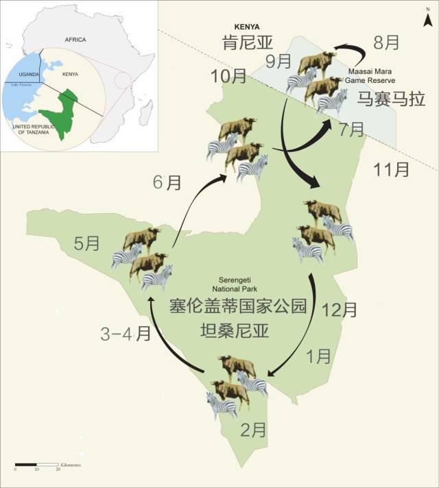 传说中的动物大迁徙原来是这样的 | 斑马旅游