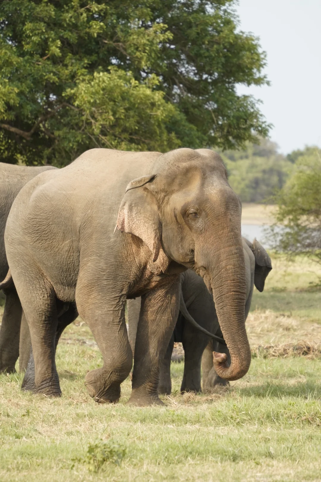 缤纷亲子丨斯里兰卡7天5晚私家团